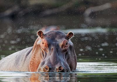 Hippo